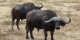 Tanzanie - 2010-09 - 283 - Ngorongoro - Buffles